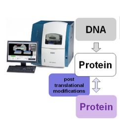 Tool for bioanalytics with capillary and micro electrophoresis and flow chart showing DNA to Protein to other Protein using post translational modifications