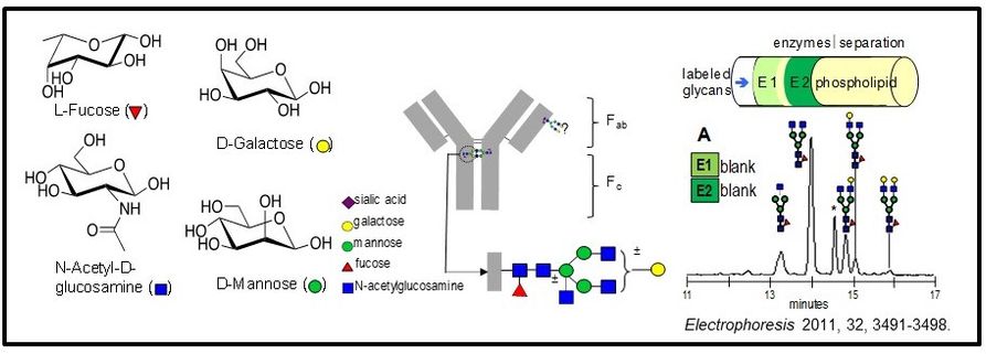 Chair conformations of L-Fucose, D-Galactose, N-Acetyl-D-glucosamine, and D-Mannose alongside graphic of how they might be attached to a protein via glycosylation. Sample data from N-glycan sequencing with capillary electrophoresis included.